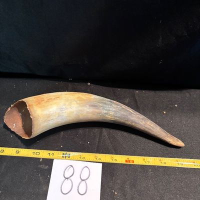 Unpolished Cattle Horn