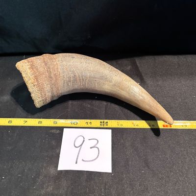 Unpolished Horn