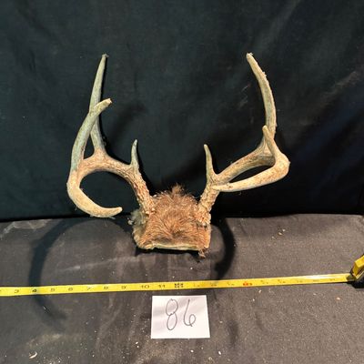 whitetail deer antler mount