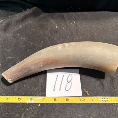 Polished Horn