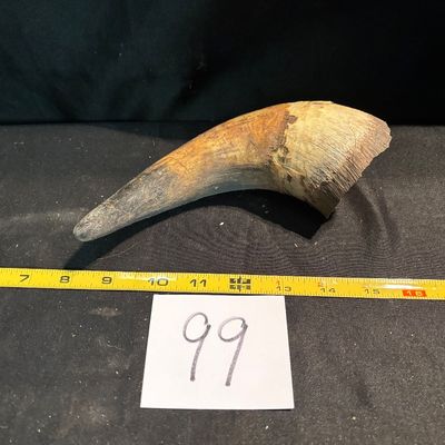 Unpolished Horn