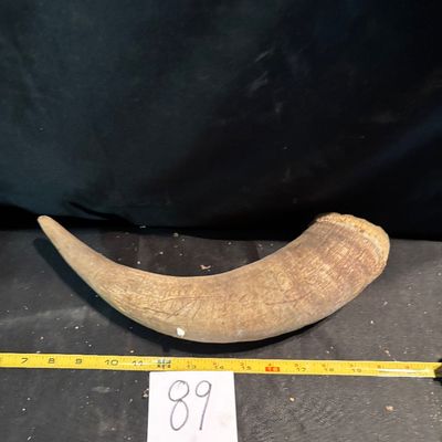 Unpolished Cattle Horn