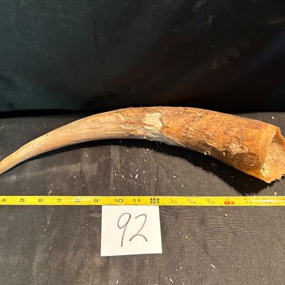 Unpolished Horn