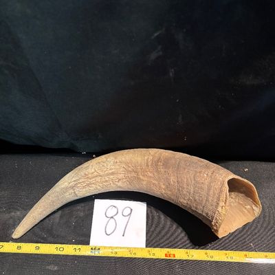Unpolished Cattle Horn
