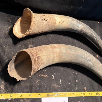Horn Set