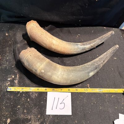 Horn Set