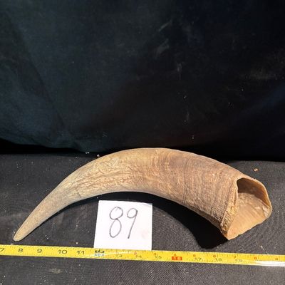 Unpolished Cattle Horn