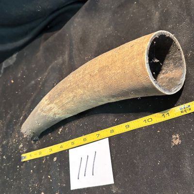 Unpolished Horn