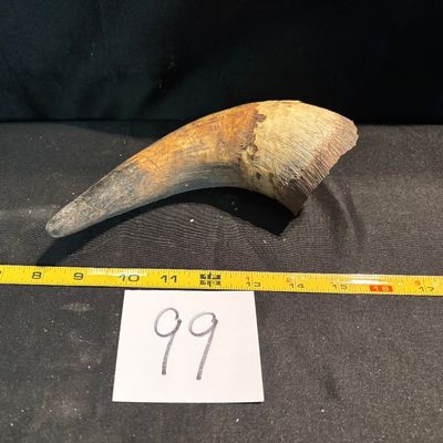 Unpolished Horn