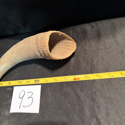 Unpolished Horn