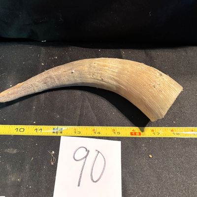 Unpolished Horn