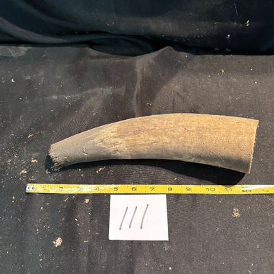 Unpolished Horn