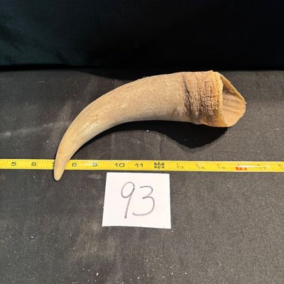 Unpolished Horn