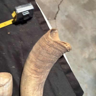 Unpolished Cattle Horn