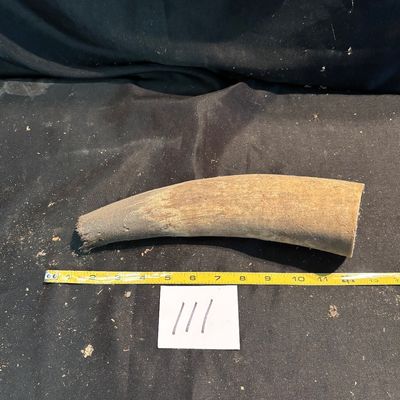 Unpolished Horn