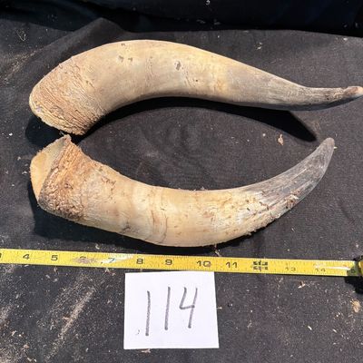 Horn Set