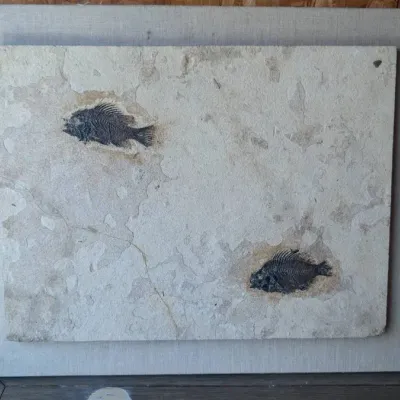 50 Million Year Old Fossils (Heavy)