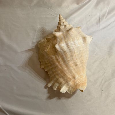 Shells & Coral Galore (DR-SF)