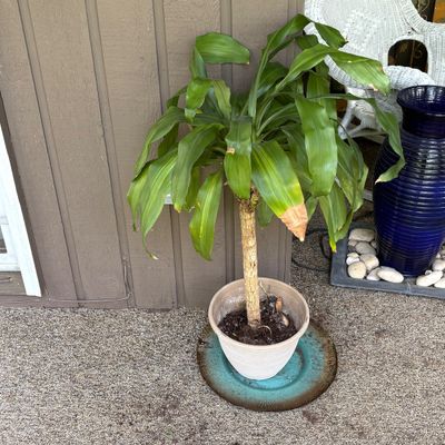 Potted Dracaena (Corn Plant) & Drainage Tray (BP-SF)