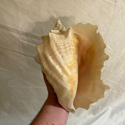 Shells & Coral Galore (DR-SF)
