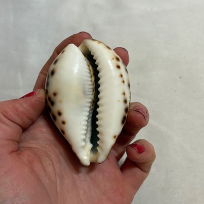 Shells & Coral Galore (DR-SF)