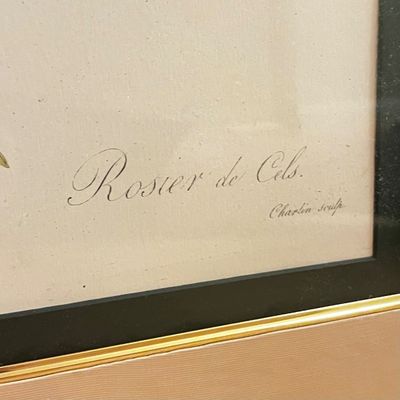 Bombay Co. "Rosa Damascena" by Pierre-Joseph Redouté Framed Print (H-KA)