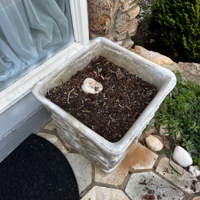 Pair of Square Concrete Planters (FY-KA)