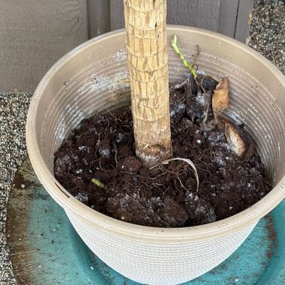 Potted Dracaena (Corn Plant) & Drainage Tray (BP-SF)