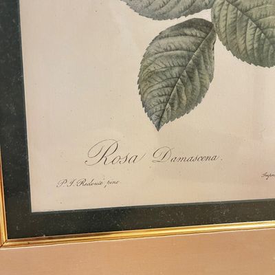 Bombay Co. "Rosa Damascena" by Pierre-Joseph Redouté Framed Print (H-KA)