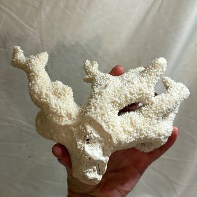 Shells & Coral Galore (DR-SF)