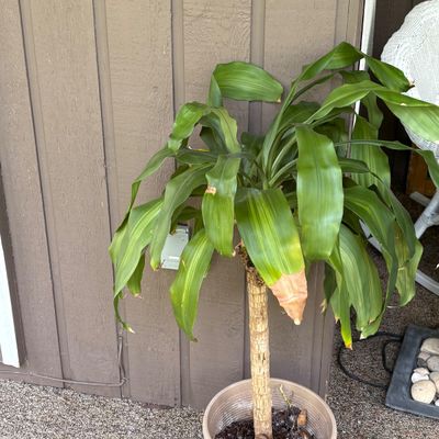 Potted Dracaena (Corn Plant) & Drainage Tray (BP-SF)