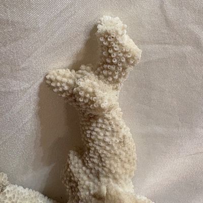 Shells & Coral Galore (DR-SF)