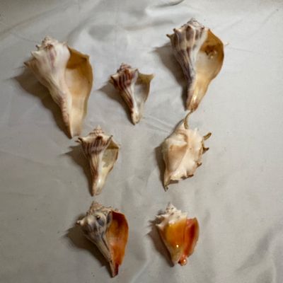 Shells & Coral Galore (DR-SF)