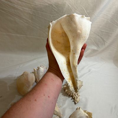 Shells & Coral Galore (DR-SF)