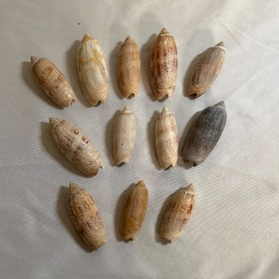 Shells & Coral Galore (DR-SF)