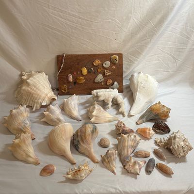 Shells & Coral Galore (DR-SF)