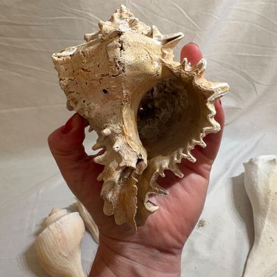 Shells & Coral Galore (DR-SF)