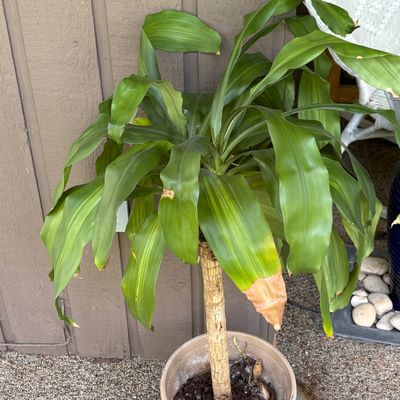 Potted Dracaena (Corn Plant) & Drainage Tray (BP-SF)