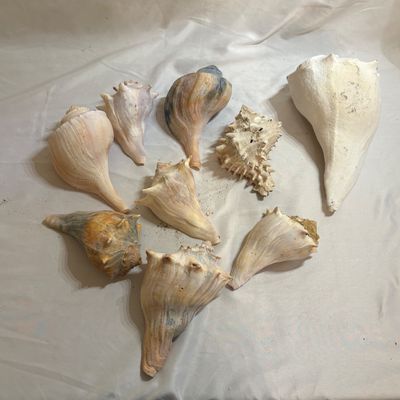 Shells & Coral Galore (DR-SF)