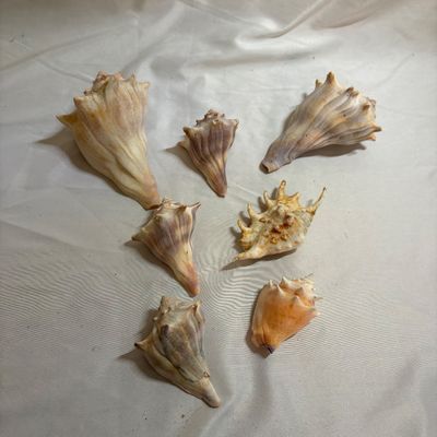 Shells & Coral Galore (DR-SF)