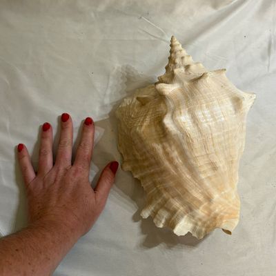 Shells & Coral Galore (DR-SF)