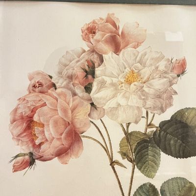 Bombay Co. "Rosa Damascena" by Pierre-Joseph Redouté Framed Print (H-KA)