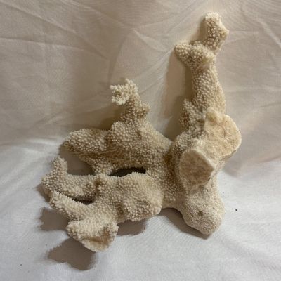 Shells & Coral Galore (DR-SF)