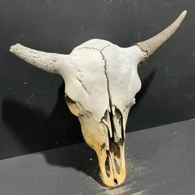 Native American Bison? Skull Natural History Artifact Rustic Wall Decor