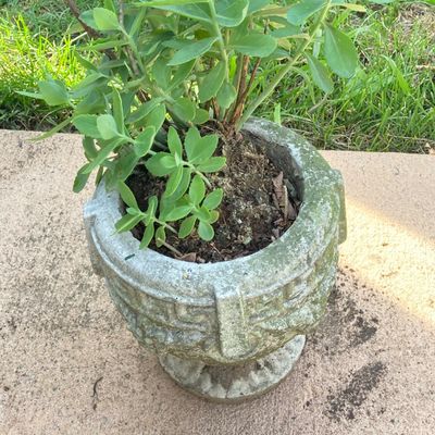 LOT 75: Pair of Greek Key Style Concrete Planters with Plants and Floral Spinner