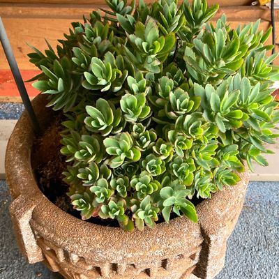 LOT 75: Pair of Greek Key Style Concrete Planters with Plants and Floral Spinner