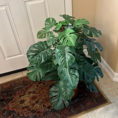 Small Silk House Plant