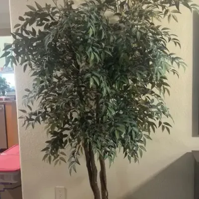 Silk Tree