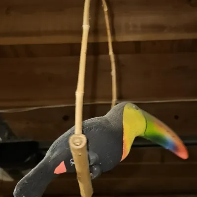 Sale Photo Thumbnail #28: Parrot