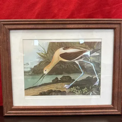 "American Avocet" from John James Audubon's Birds of America collection.